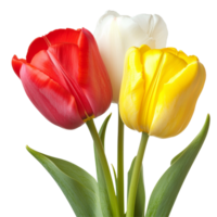 Beautiful red, yellow, and transparent tulips arranged on a clean transparent background for a fresh floral display, redyellow and transparent tulips isolated on transparent background png