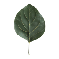 Kaempferia leaf on a clean transparent background showcasing its vibrant green color and intricate vein structure, Kaempferia with leaf on transparent background png