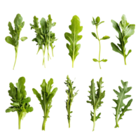 Harvesting fresh arugula greens for healthy salads and culinary dishes in a kitchen setting during daytime, Arugula vegetable as food ingridient transparent background png