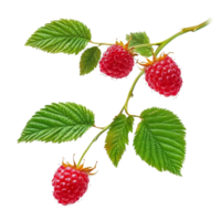 Two vibrant raspberry branches displaying ripe fruits on a clean transparent background, Two raspberry branches are isolated on a transparent background. Raspberry fruits branch transparent background png