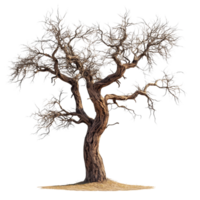 Rustic, isolated tree with intricate branches and weathered trunk standing against a clean transparent background, Rustic tree isolated on transparent background png