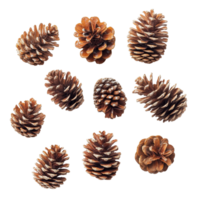 A collection of pine cones arranged attractively on a transparent background highlighting their natural textures and colors, some pine cones isolated on transparent background png