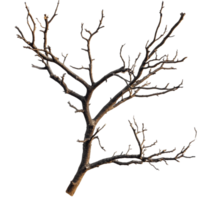 Dry tree branches isolated on a transparent background showcasing intricate natural patterns and textures, dry tree branches on transparent backgroundfile png