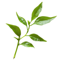 Fresh green leaves of Kariyat, scientifically known as Andrographis paniculata, displayed on a transparent background, Kariyat or Andrographis paniculata green leaves isolated on a transparent png