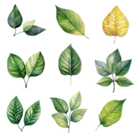A collection of watercolor leaves showcasing various shapes and shades of green and yellow against a clean transparent background, beef on leaves top view isolated on transparent background png