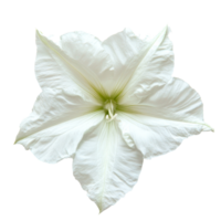 Beautiful moonflower isolated on a transparent background showcasing its delicate petals and unique structure, moonflower isolated on transparent background png