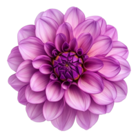 Vibrant purple dahlia flower in full bloom against a pristine transparent background, showcasing its intricate petals, Purple Dahlia Flower on transparent background png