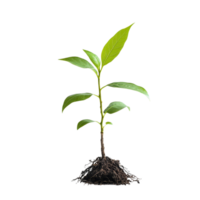 A young tree sapling with healthy roots thrives against a transparent background in a studio setting, Tree sapling or seedling with visible root against on transparent backgroundfile png