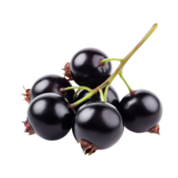 Fresh black currant fruit cluster on a clean transparent background, perfect for healthy cooking and snacking, Fresh black currant fruit on a transparent background png