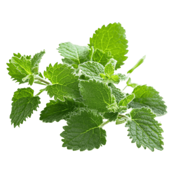 erba gatta pianta con lussureggiante verde le foglie visualizzato su un' pianura trasparente sfondo evidenziazione suo medicinale proprietà, medicinale impianti erba gatta su un' trasparente sfondo png