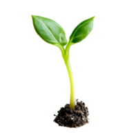 Young green sprout emerging from dark soil against a clean transparent background, symbolizing growth and potential, Young sprout on transparent background png