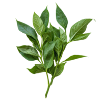 Fresh Kariyat leaves displayed on a transparent background, showcasing their vibrant green color and healthy appearance, Fresh Kariyat,Andrographis paniculata leaves on transparent background png