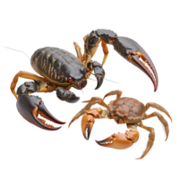 Scorpion and crab exhibit unique defensive postures on a transparent background, Scorpion and crab isolated on transparent background png