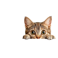 A curious cat peeks over a transparent tabletop against a clean transparent background in a playful moment, Cat Peeking Over transparent top table transparent background png