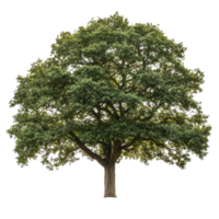 Lone oak tree standing gracefully against a transparent background with lush green foliage and a sturdy trunk, oak tree isolated on transparent background png