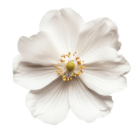 zart transparent Blume mit Gelb Center isoliert gegen ein sauber transparent Hintergrund zum ein heiter und frisch ästhetisch, transparent Blume isoliert auf transparent Hintergrund png