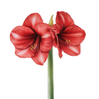 Elegant red amaryllis blooms against a minimalist transparent background showcasing their vibrant beauty, Amaryllis in , available with a transparent background png