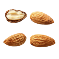 Raw almonds in various forms isolated on transparent background showcasing their natural texture and appearance, Different angle of raw almonds isolated on transparent background png
