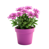 uma vibrante Rosa flor Panela preenchidas com florescendo margaridas em uma limpar \ limpo transparente fundo, flor Panela em transparente fundo, png