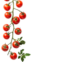 Fresh red tomatoes on a vine with green leaves against a transparent background, Branch of delicious tomatoes on whtie background cutouts png