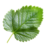 Fresh strawberry leaf isolated on a pure transparent background highlighting its vibrant green color and delicate texture, Strawberry leaf isolated on transparent background png
