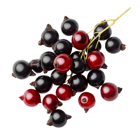 Bengal currants Carissa carandas Linn on a transparent background showcasing their vibrant colors and unique features, Carissa carandas Linn or Bengal currants on transparent background png