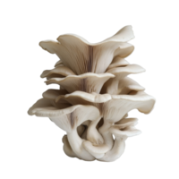 A cluster of oyster mushrooms showcasing intricate details against a simple transparent background, Oyster Mushroom Cluster on transparent background png