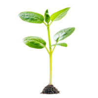 A green plant sprout emerges from rich soil against a transparent background, symbolizing growth and renewal in nature, green plant sprout isolated on transparent background or transparent backgroud png