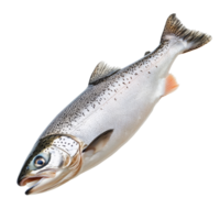 Fresh salmon fish isolated on a transparent background showcasing its natural colors and features for culinary presentations, Salmon Fish Isolated on transparent background png