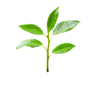 Young green shoot emerging from dark soil representing growth and new life in a minimalist setting, Young Shoot Symbol of Growth and New Life on a transparent background png
