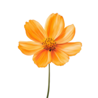 A beautiful cosmos flower with vibrant orange petals set against a plain transparent background, showcasing its natural elegance and intricate details, cosmos flower on transparent background png