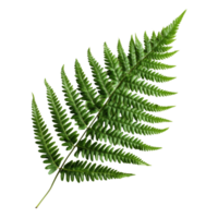 A vibrant green fern leaf isolated against a transparent background showcasing intricate patterns and texture, Green fern leaf isolated on transparent background png