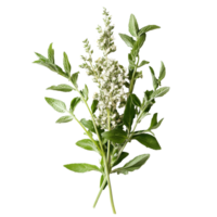 Fresh transparent mugwort herbs isolated on a transparent background showcasing its distinct leaves and flowers, transparent mugwort isolated on transparent background png