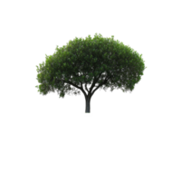 Isolated green tree on a grassy hill against a bright transparent background under clear skies, single tree on grass hillsetisolated on transparent background png