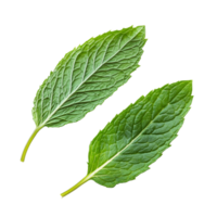 Fresh mint leaves isolated on a transparent background for culinary and decorative uses in cooking and drinks, mint leafs isolated on transparent background png