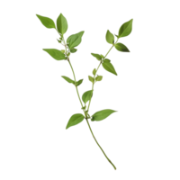 Exploring the unique features of smallanthus sonchifolius with green leaves on a bright transparent background, smallanthus sonchifolius on transparent background png