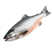 Fresh salmon fish isolated on a transparent background showcasing its glistening scales and natural color variations, Salmon Fish Isolated on transparent background png