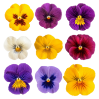 Top view of diverse wild pansy flowers showcasing vibrant colors and patterns in a natural arrangement, various Single wild pansy flower top view and with isolated on transparent background png