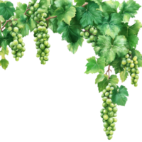 A bunch of fresh green grapes and vibrant leaves cascading from a natural branch against a transparent background, green grapes branch and leaves hanging top transparent background png