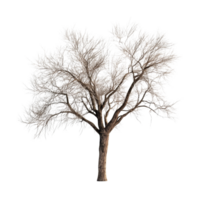 A solitary rustic tree stands out against a bright transparent background showcasing its bare branches and textured bark, Rustic tree isolated on transparent background png
