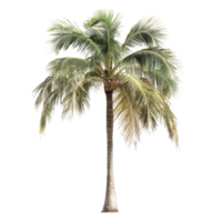 bellissimo palma albero isolato su un' pulito trasparente sfondo, in mostra suo vivace verde le foglie e robusto tronco, palma albero isolato trasparente sfondo png