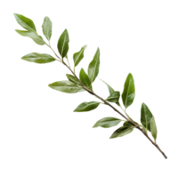 Isolated laurel crown twig with green leaves on a transparent background, symbolizing victory and achievement, laurel crown twig isolated on transparent background png