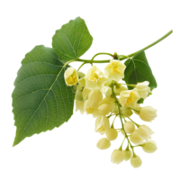 Burmese grape plant with yellow flowers and green leaves isolated against a clean background, burmese grapeBaccaurea ramiflora with leaf isolated on transparent background png