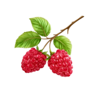 Fresh raspberry branches with ripe fruit and vibrant green leaves isolated on a transparent background, Two raspberry branches are isolated on a transparent background. Raspberry fruits branch png