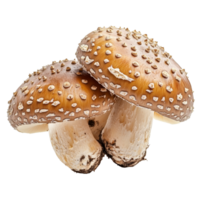 Two fresh mushrooms with distinctive caps showcasing unique textures against a clean transparent background, Multiple mushrooms isolated on transparent background png