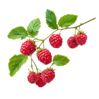 färsk hallon gren med mogen bär och grön löv isolerat på en ljus transparent bakgrund, hallon isolerat på transparent bakgrund png
