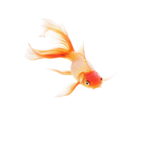 Goldfish swimming gracefully on a bright transparent background in a serene aquatic setting, Gold fish Isolation on transparent background png