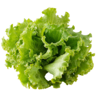 Fresh green lettuce leaves isolated on a transparent background for culinary uses and healthy eating, Lettuce leaves isolate on transparent background png