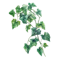 Beautiful watercolor ivy illustration on a clean transparent background capturing natures elegance and simplicity, Red and Yellow Watercolor Swirl Illustration on transparent background png