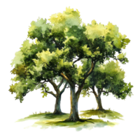 magnifique aquarelle collection de Trois chêne des arbres sur une transparent Contexte mettant en valeur natures élégance, 3d icône de une mignonne arbre dans birght vert Couleur isolé transparent Contexte png